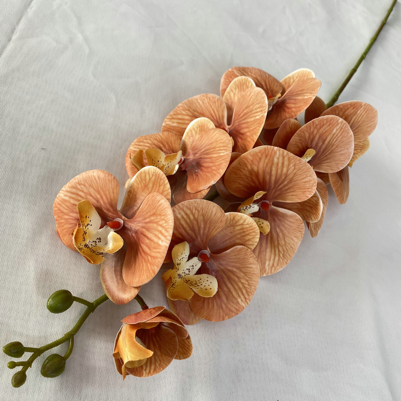 French Phalaenopsis