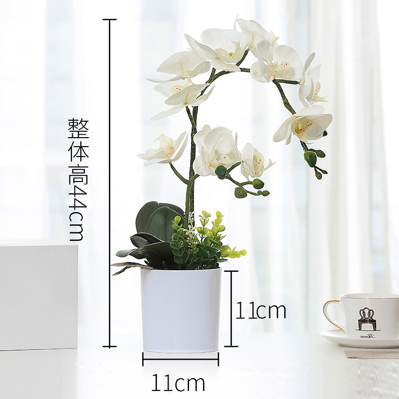 White Phalaenopsis pot White-4