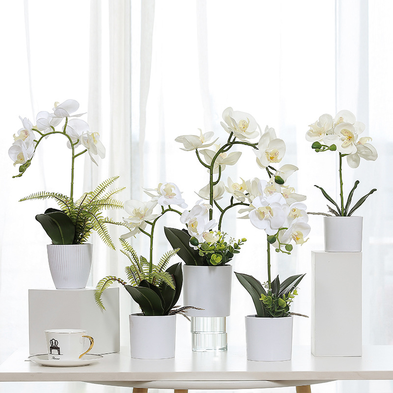 White Phalaenopsis pot