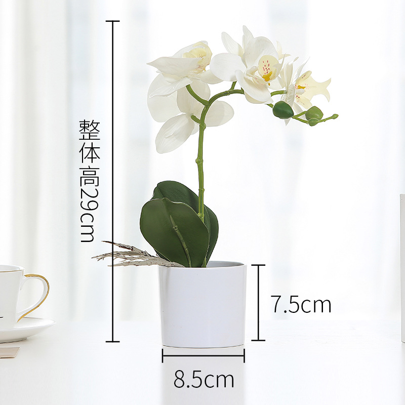 White Phalaenopsis pot White-1