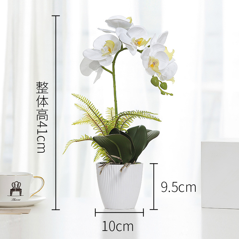 White Phalaenopsis pot Color:White-5