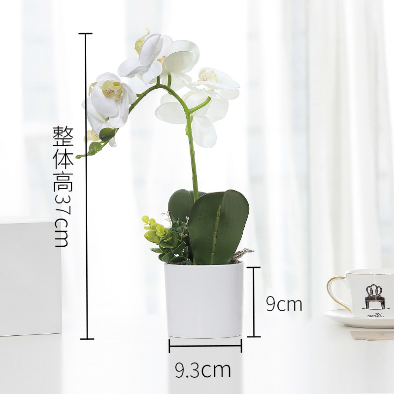 White Phalaenopsis pot White-2