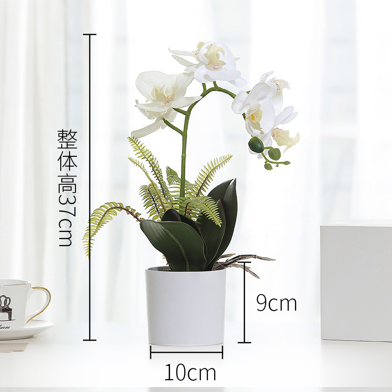 White Phalaenopsis pot White-3