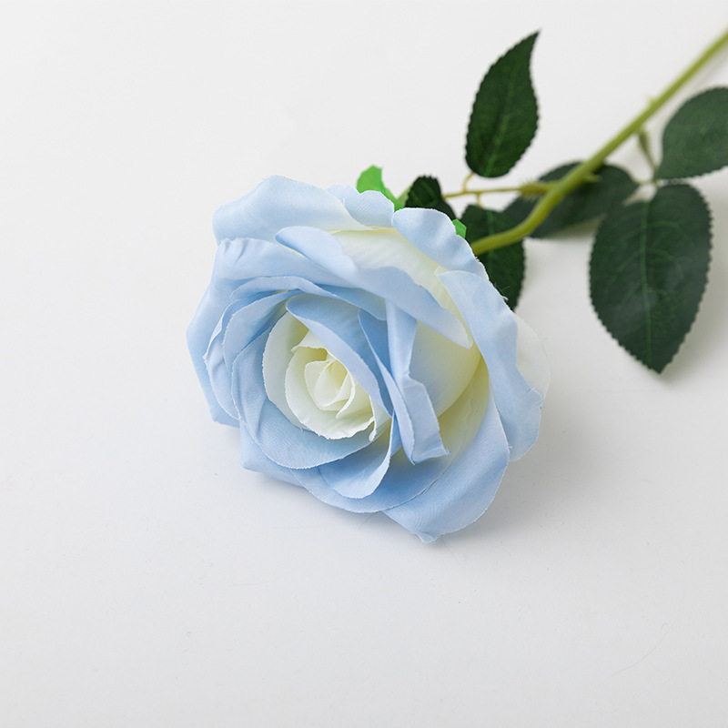 Ecuadorian rose Ice Blue