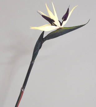 Bird of paradise artificial flower large single branch Strelitzia reginae fake flower White