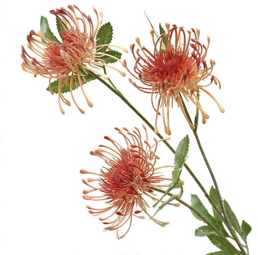 Pincushion flower artificial flower crab claw chrysanthemum Color:Champagne Pink