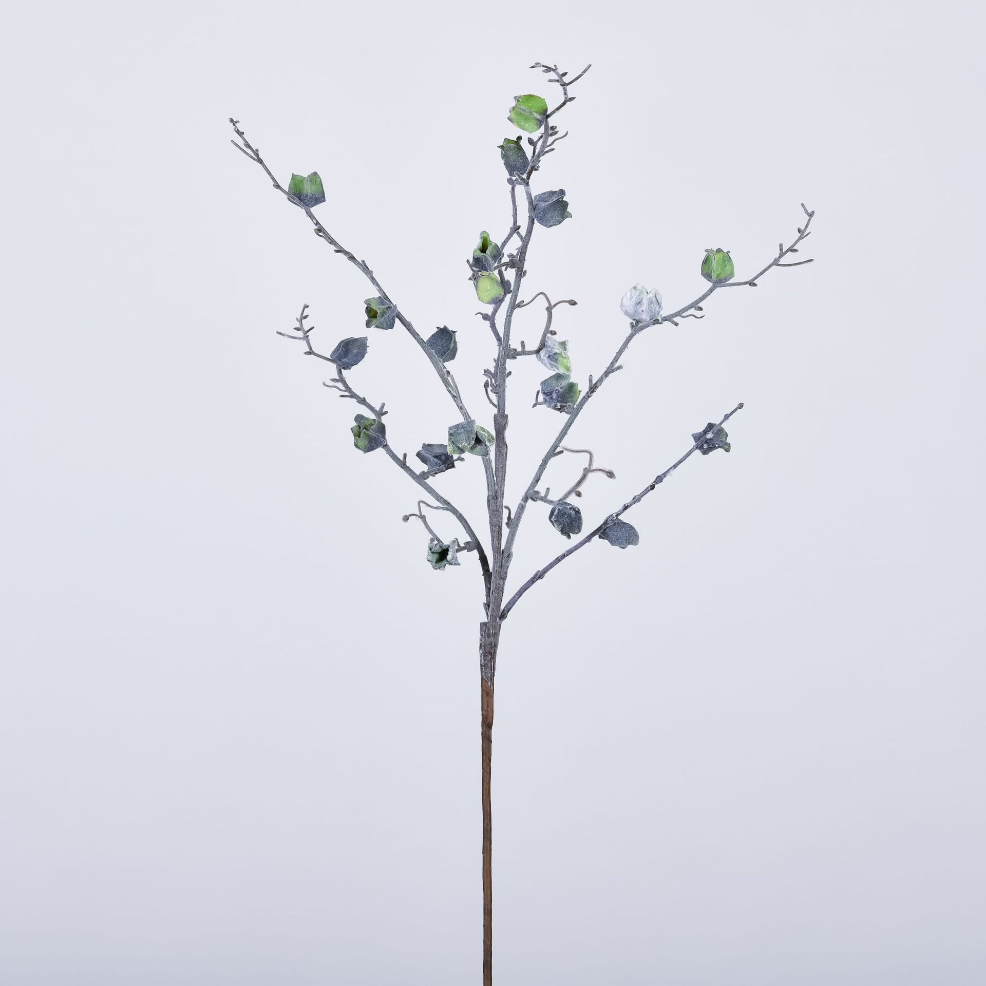 Frosted dried flowers with dead branches in winter Atrovirens